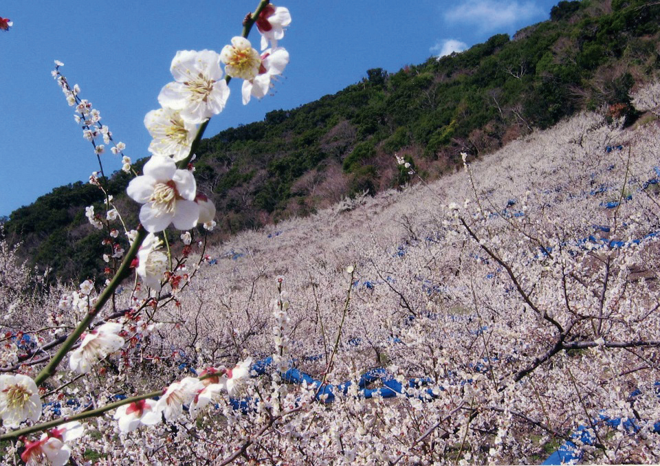 和歌山県みなべ・田辺地域