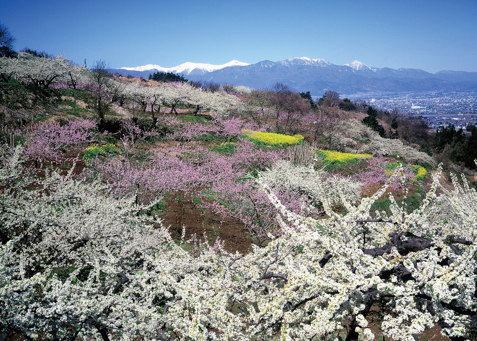 静岡県掛川周辺地域