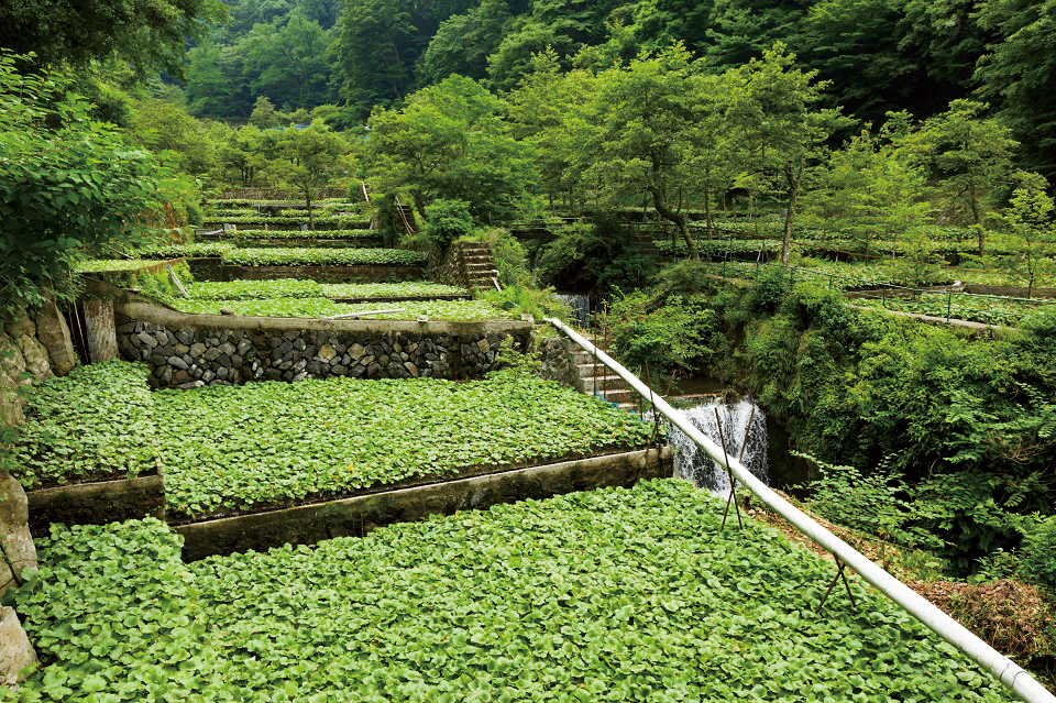 静岡県わさび栽培地域